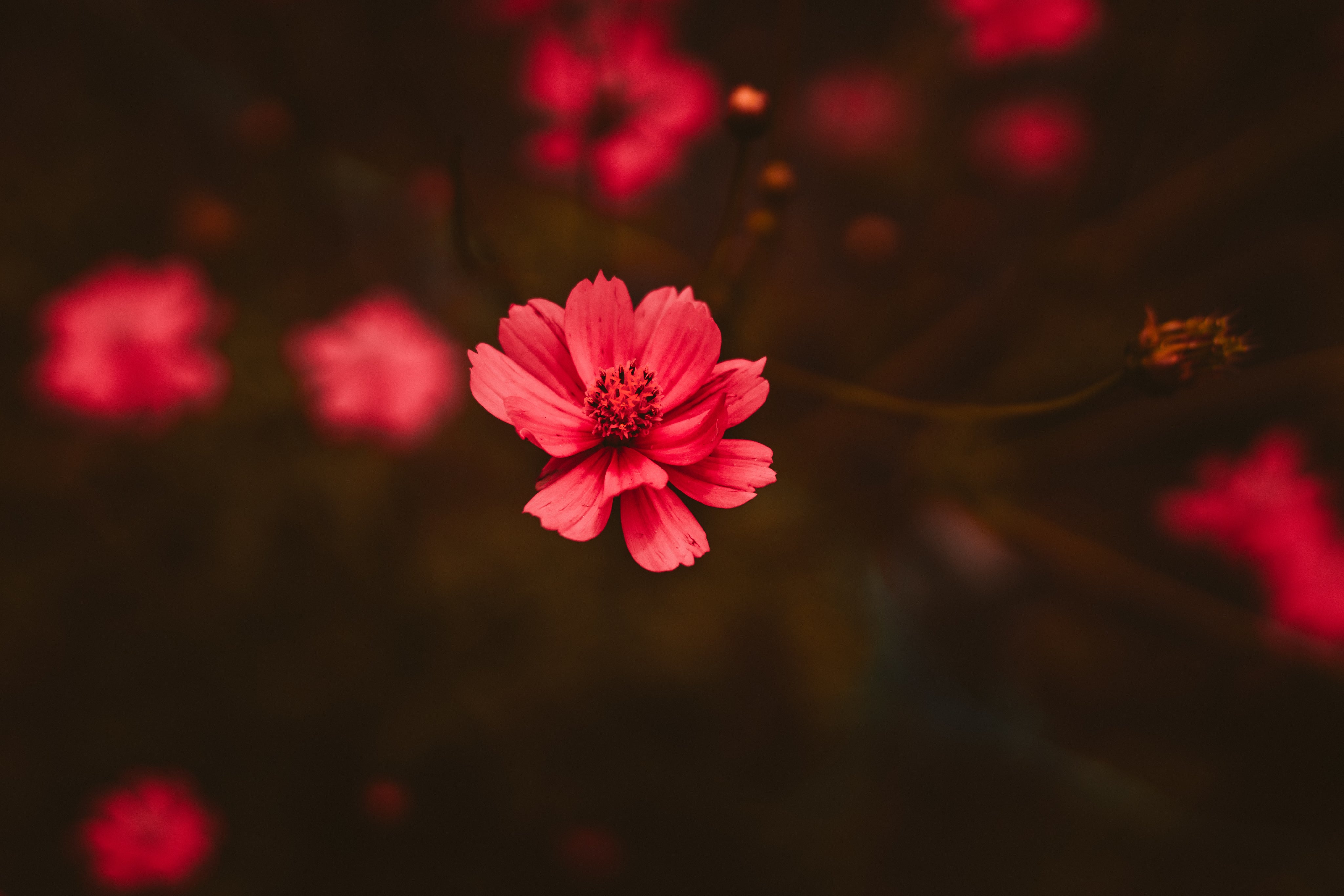 a-ruby-red-flower.jpg